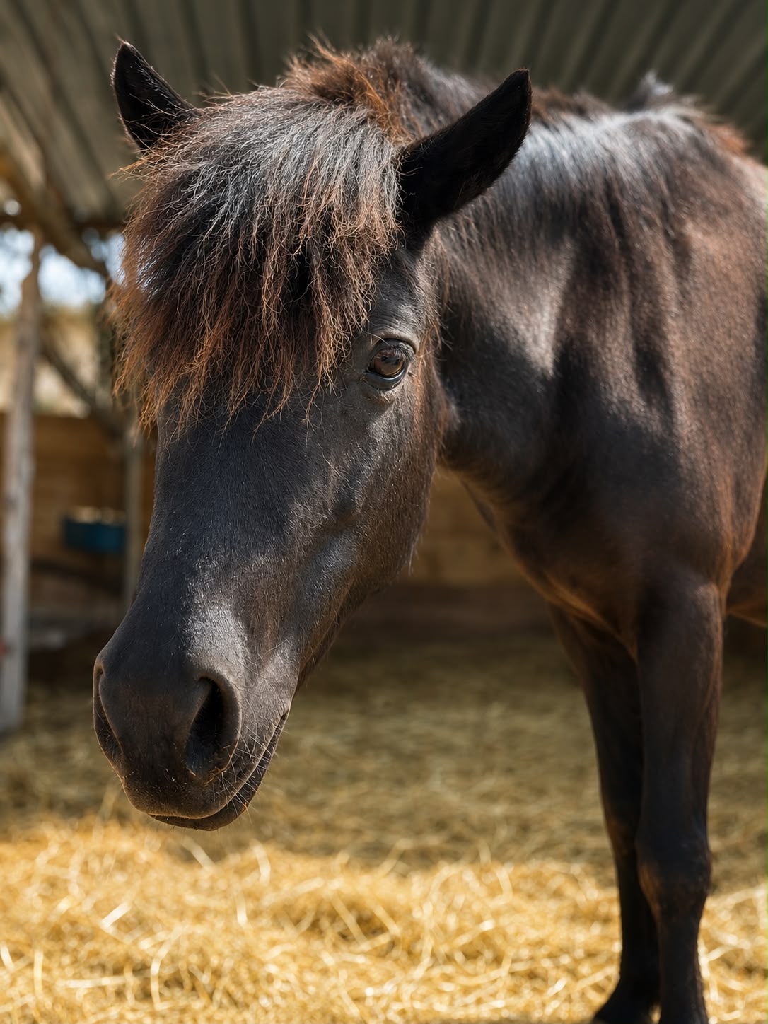 Black Widow, pony PONY BAIO SCURO - 2018