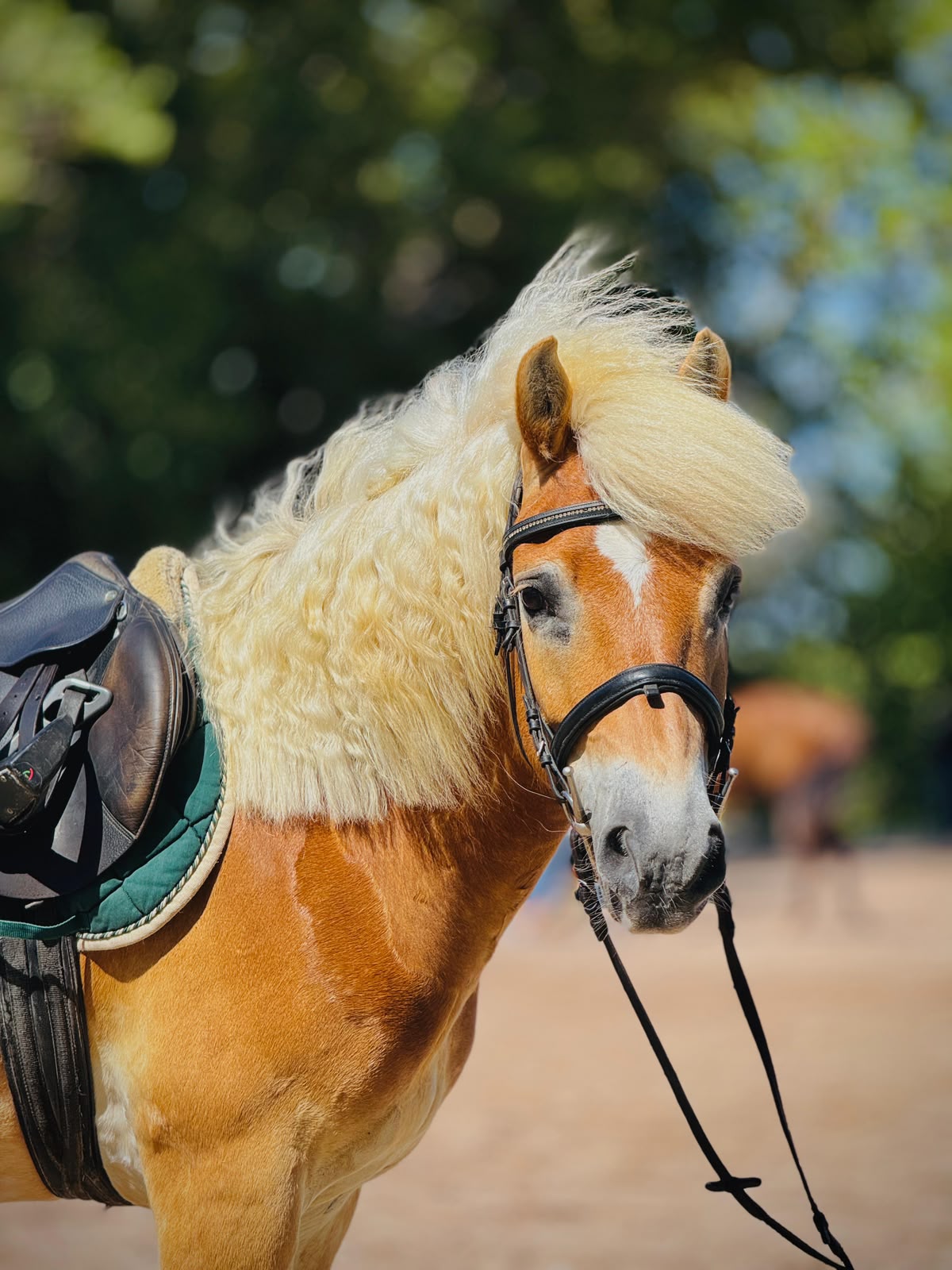 Star Trek B, pony PONY HAFLINGER-2018