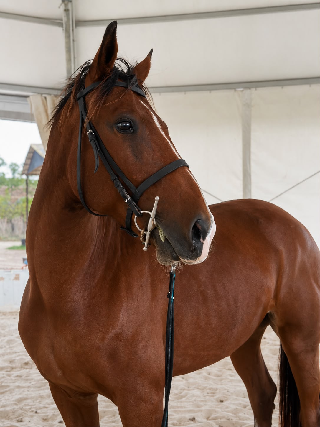 Diablo, cavallo CAVALLO BAIO - 2016