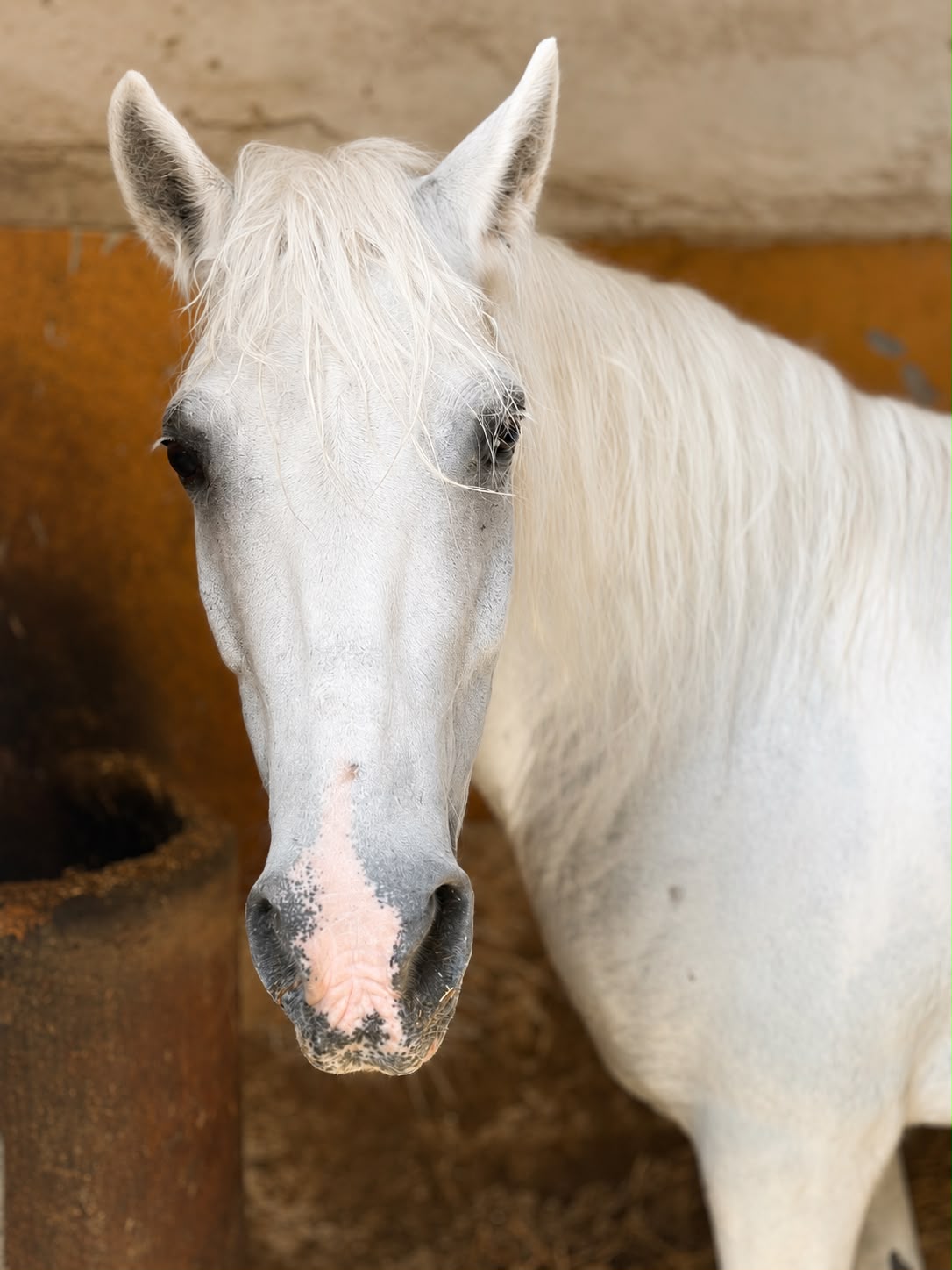 Rosetta, pony PONY GRIGIO - 2004