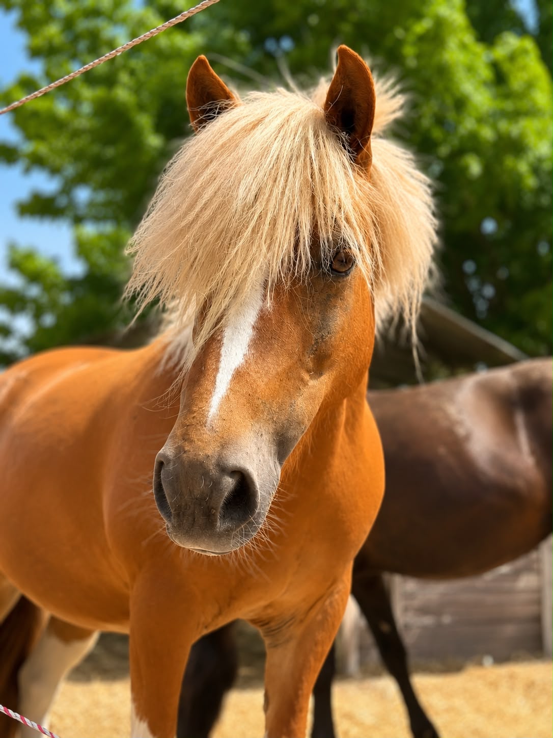 Lady Brienne, pony PONY PEZZATA - 2014