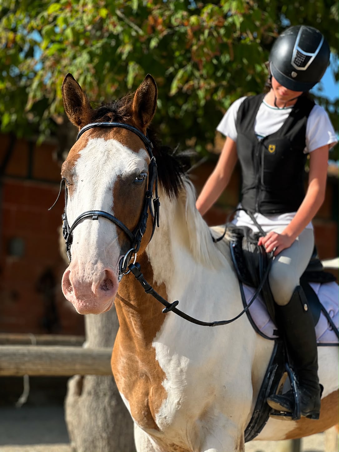 Apache, cavallo CAVALLO PEZZATO - 2020